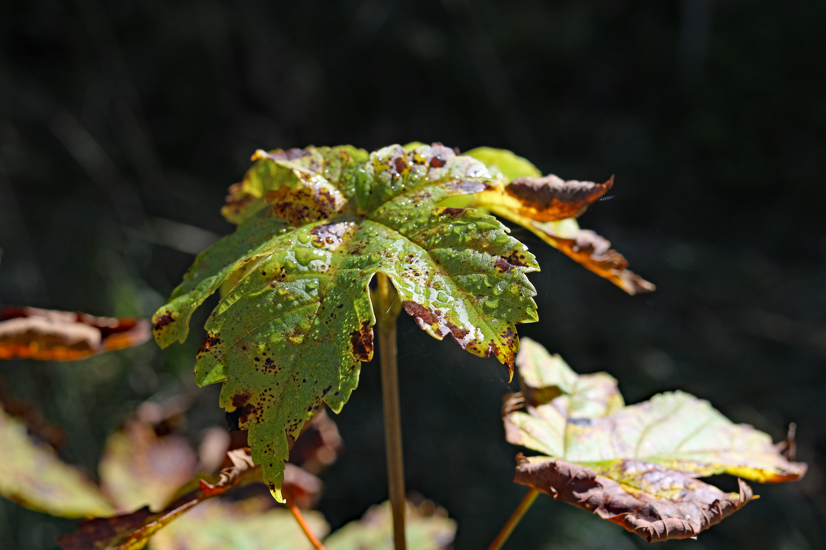 Tautropfen