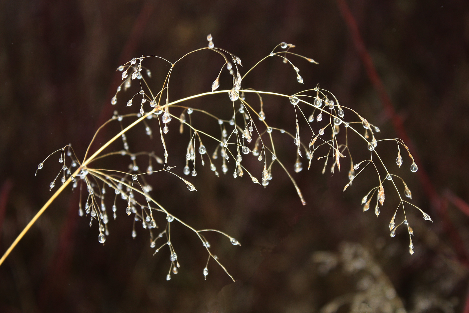 Tautropfen