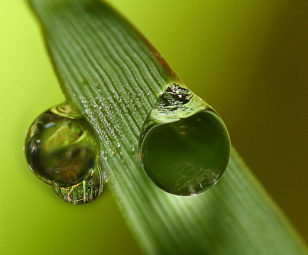 Tautropfen