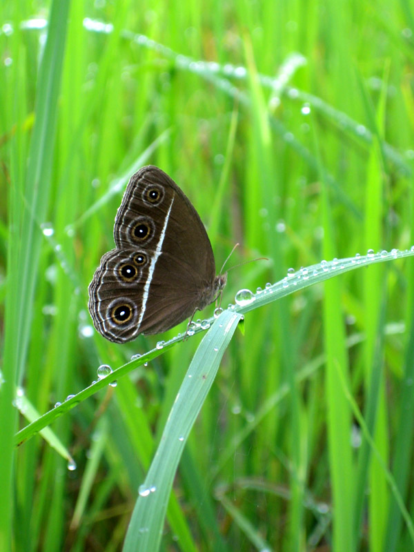 Tautropfen