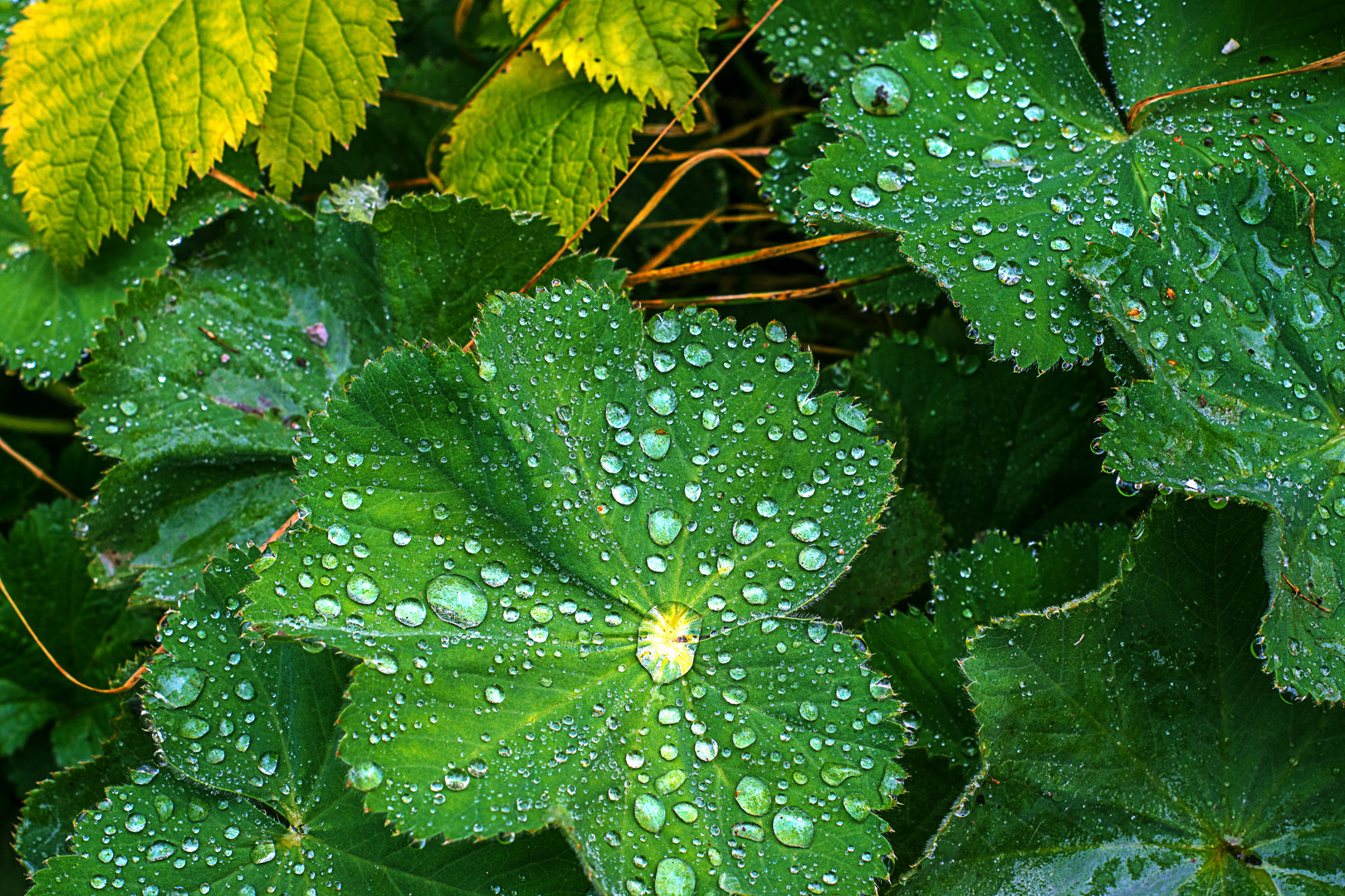 Tautropfen Foto & Bild | wasser, natur, herbst Bilder auf fotocommunity
