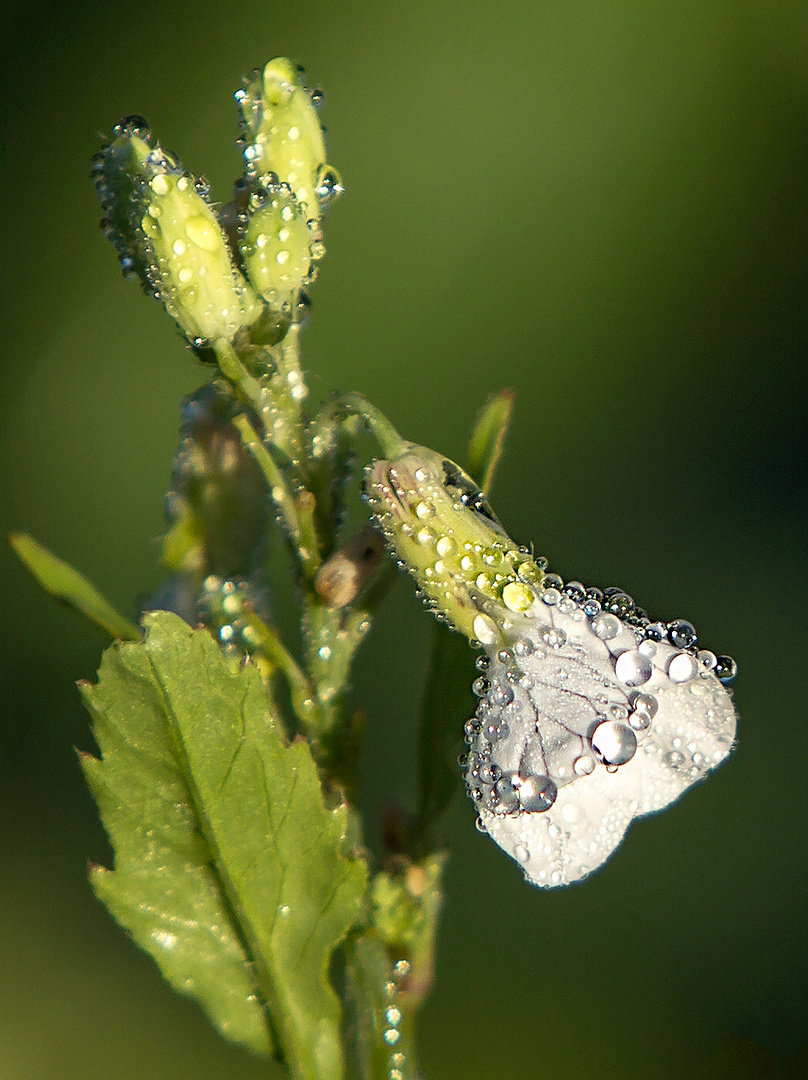 Tautropfen