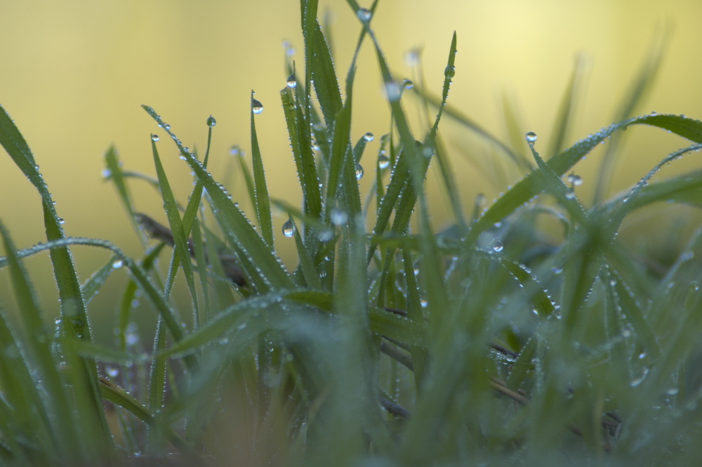 Tautropfen am Gras