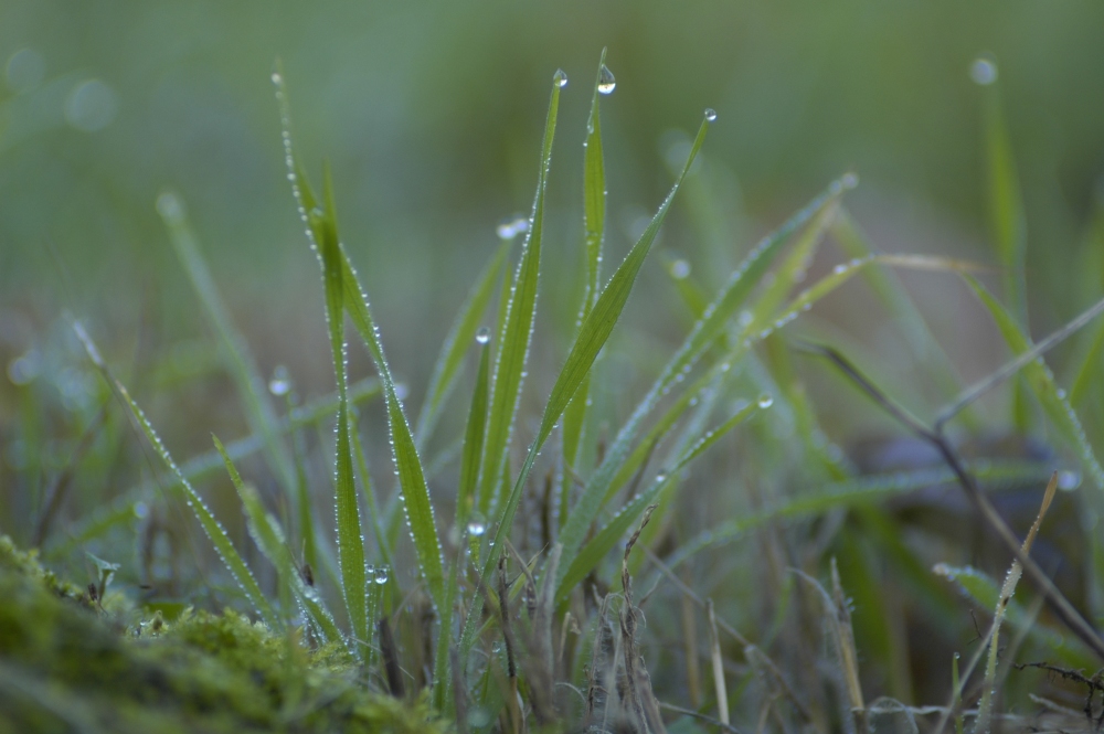 Tautropfen am Gras II