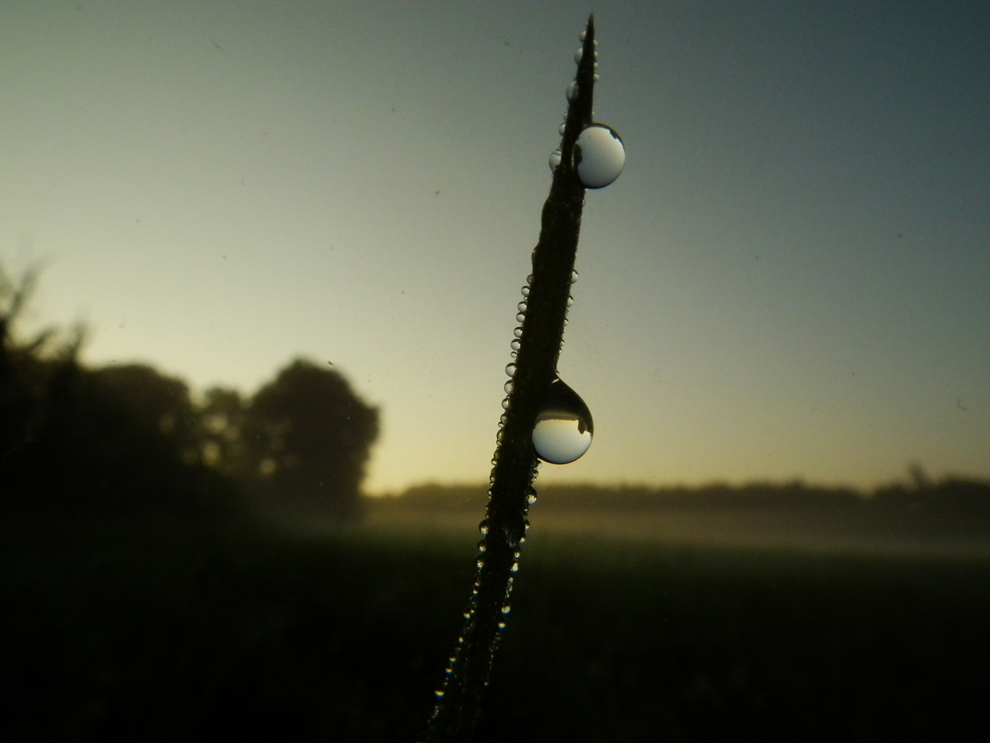 Tautropfen am Grashalm