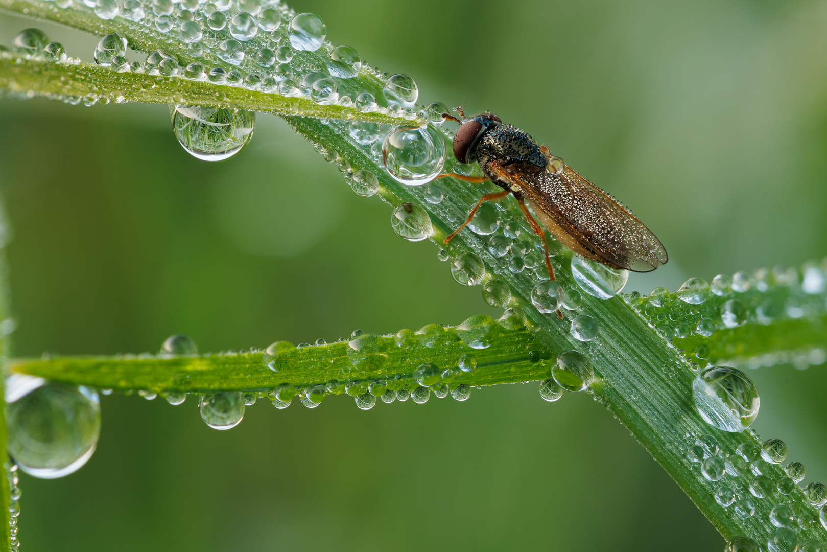 Tautropfen am Morgen