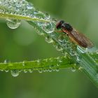 Tautropfen am Morgen