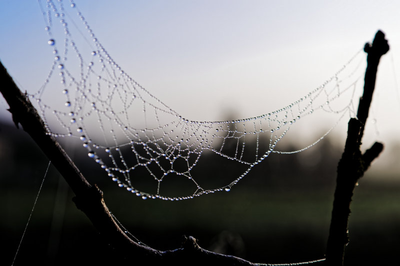 Tautropfen am Morgen