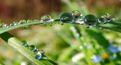 Tautropfen am Morgen