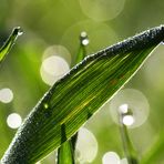 Tautropfen am Morgen im Gras...