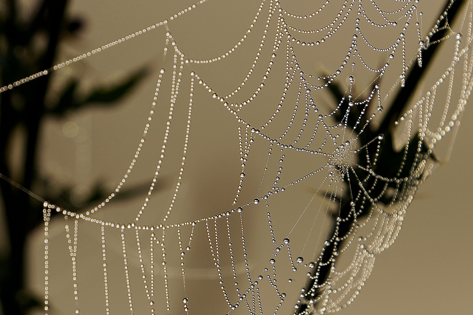 Tautropfen am Spinnennetz