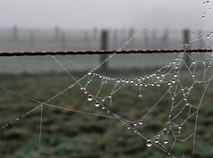 Tautropfen am Spinnennetz