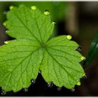 Tautropfen an einem Blatt