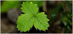 Tautropfen an einem Blatt