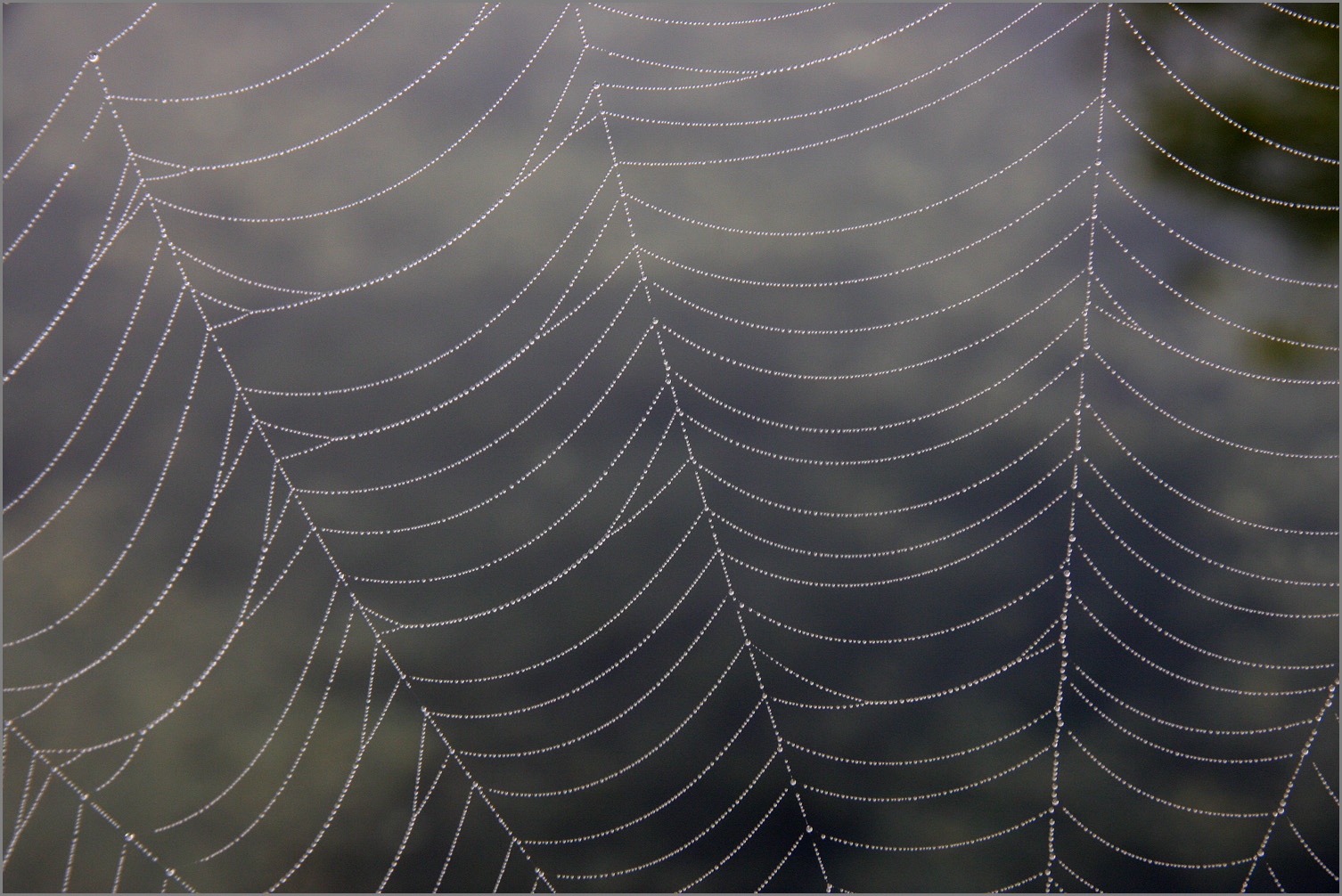 Tautropfen an einem Spinnennetz