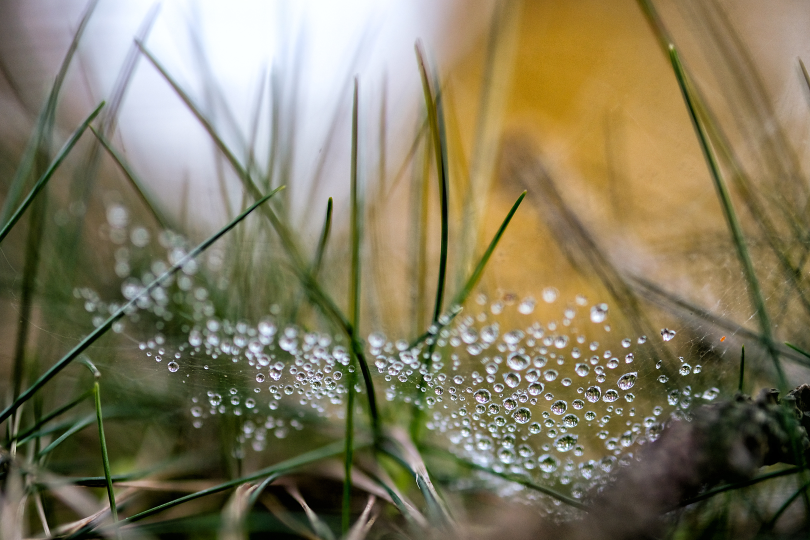 Tautropfen an einem Spinnennetz