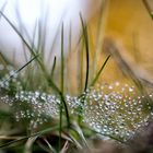 Tautropfen an einem Spinnennetz