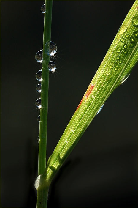 Tautropfen an Grashalm