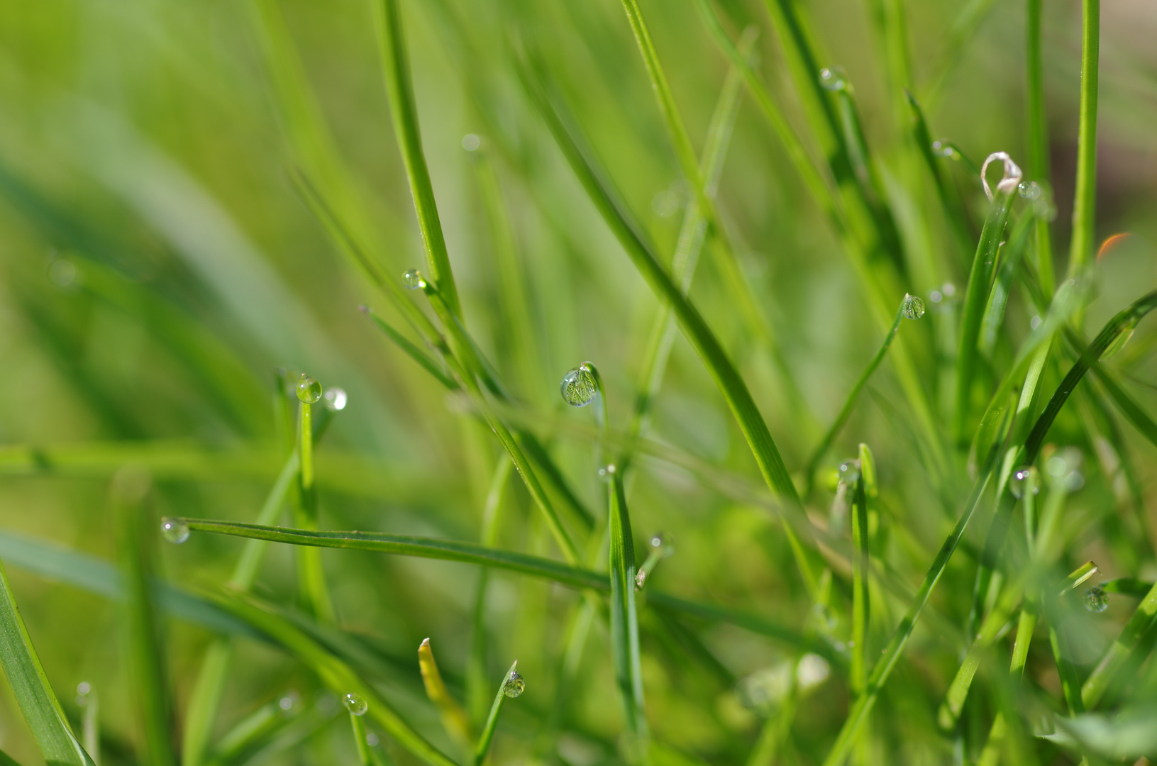 Tautropfen an Grashalmen