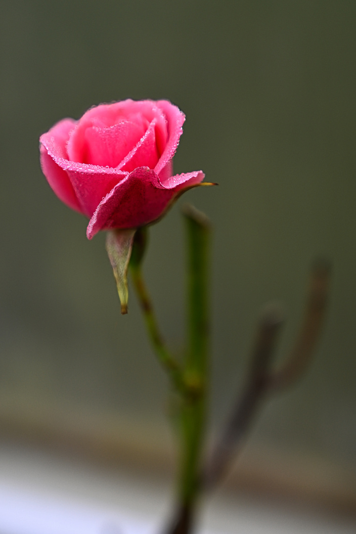 Tautropfen an Rosenblättern