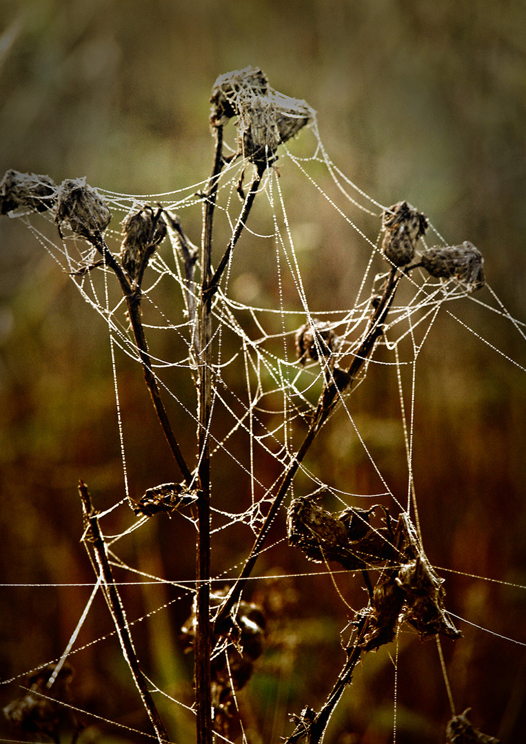 Tautropfen an Spinneweb auf vertrockneten Pflanzen