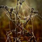 Tautropfen an Spinneweb auf vertrockneten Pflanzen