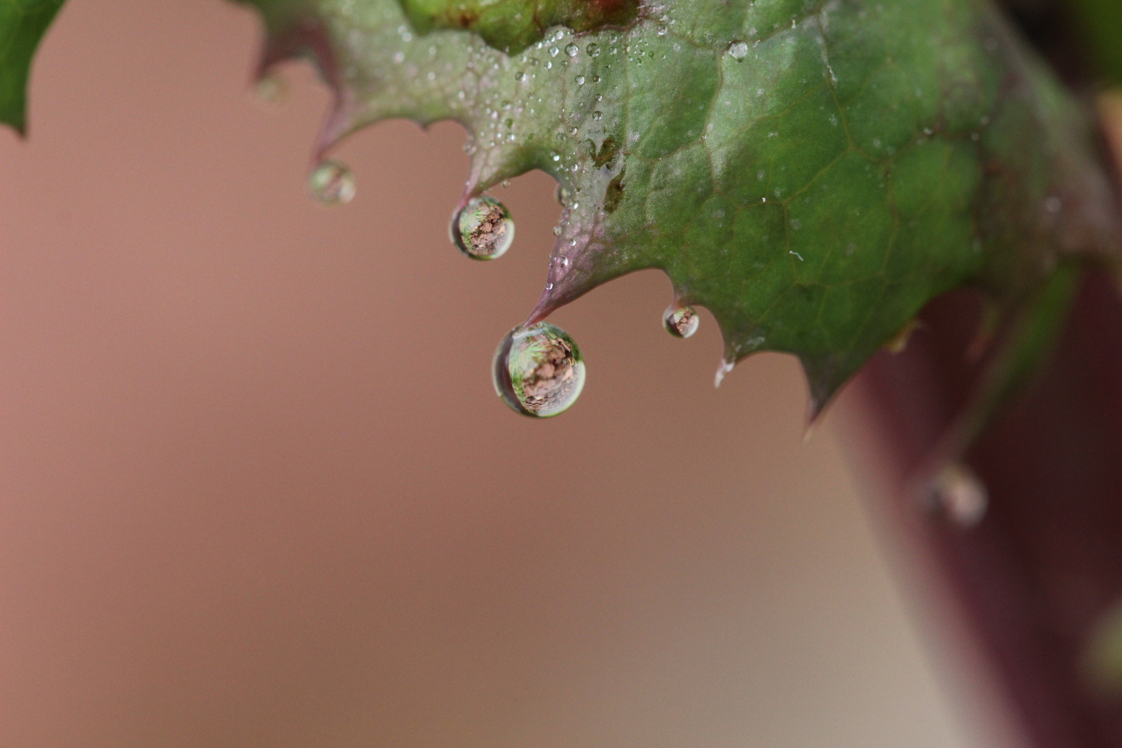 Tautropfen an Stachelbeere