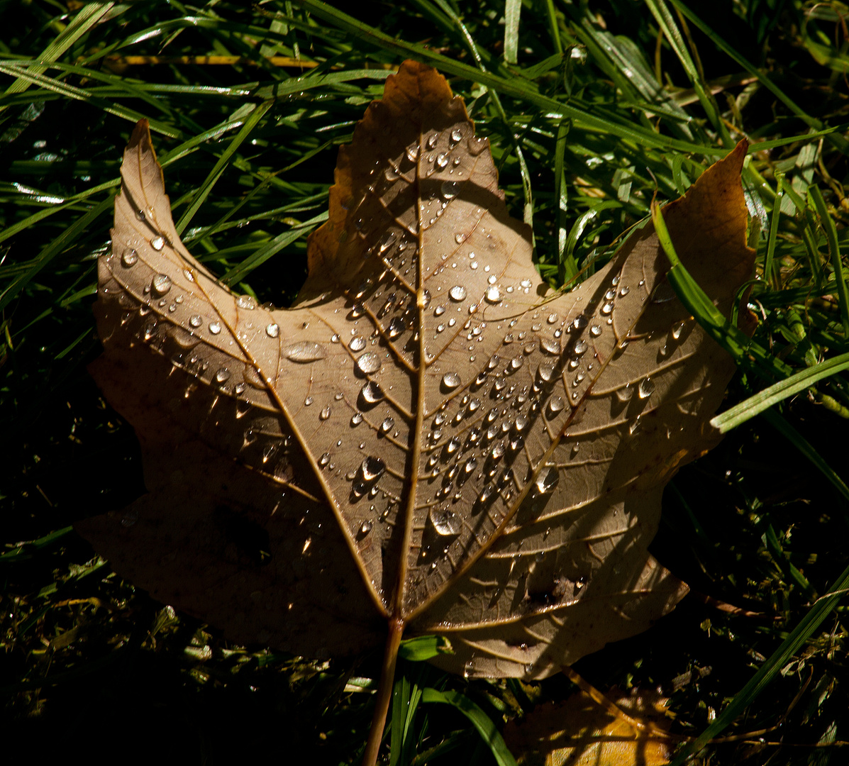 Tautropfen auf Ahorn-Blatt 