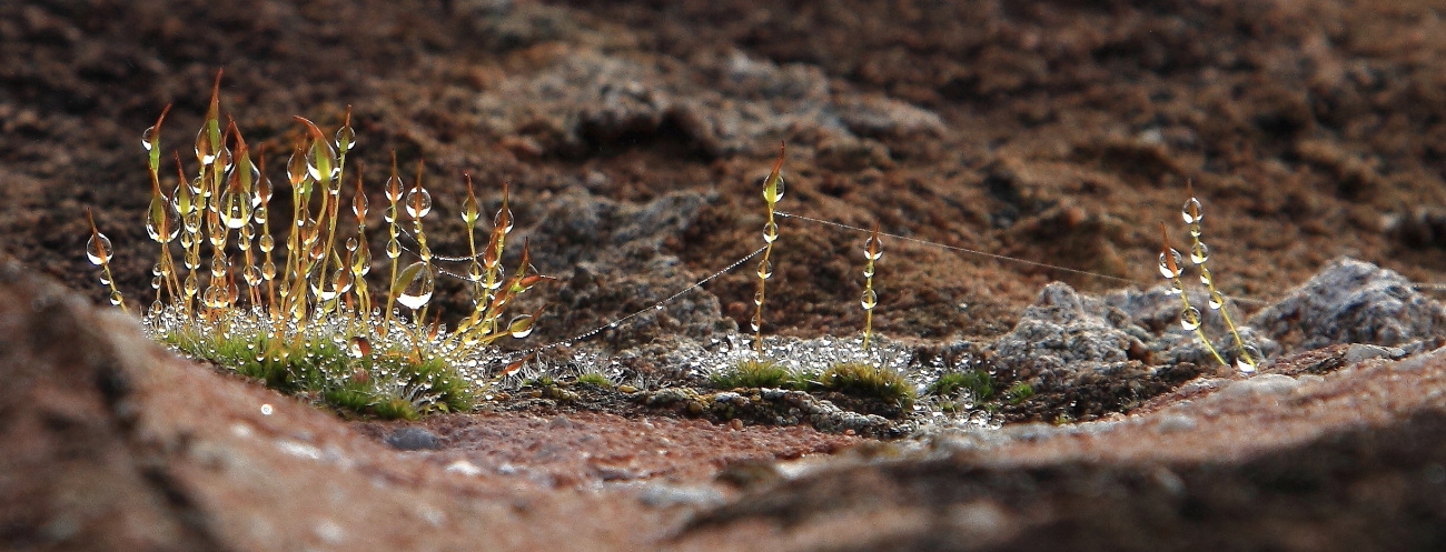 Tautropfen auf dem Gemäuer