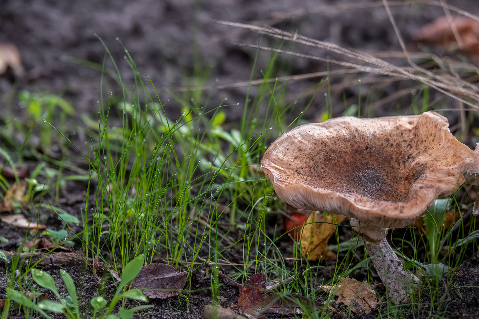 Tautropfen auf den Gräsern