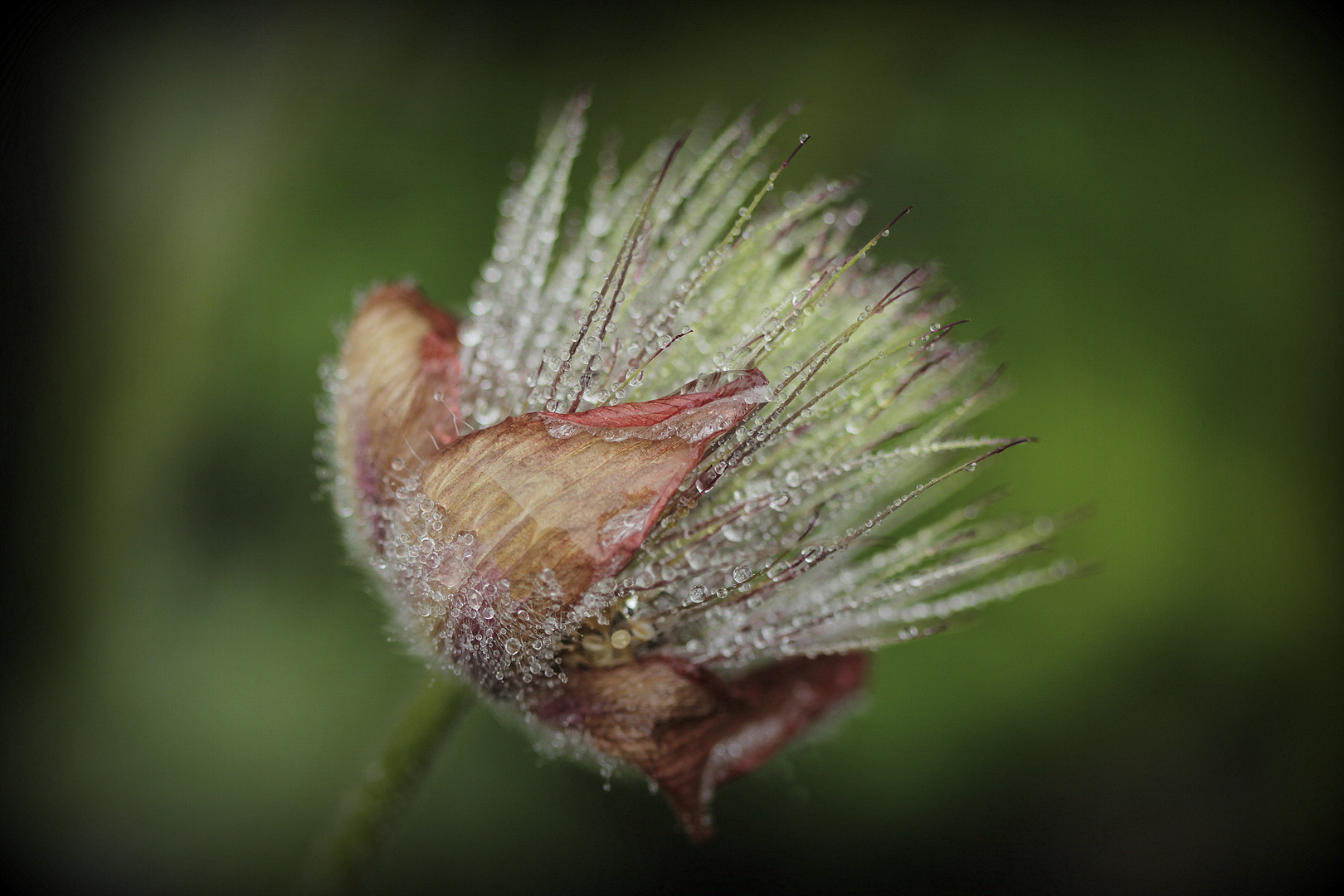 Tautropfen auf der Küchenschelle