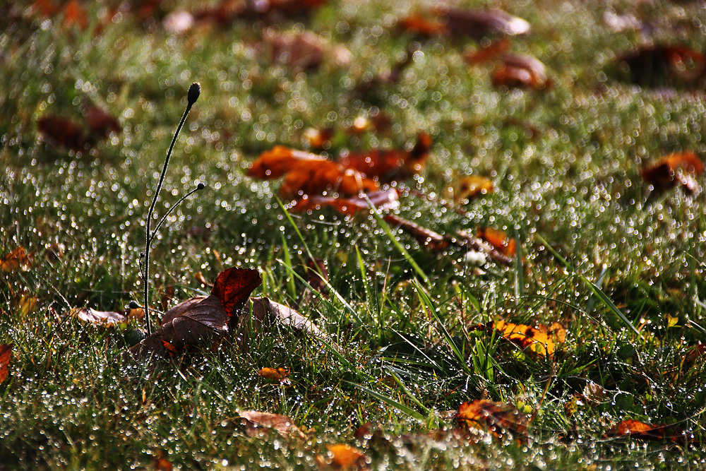 Tautropfen auf der Wiese