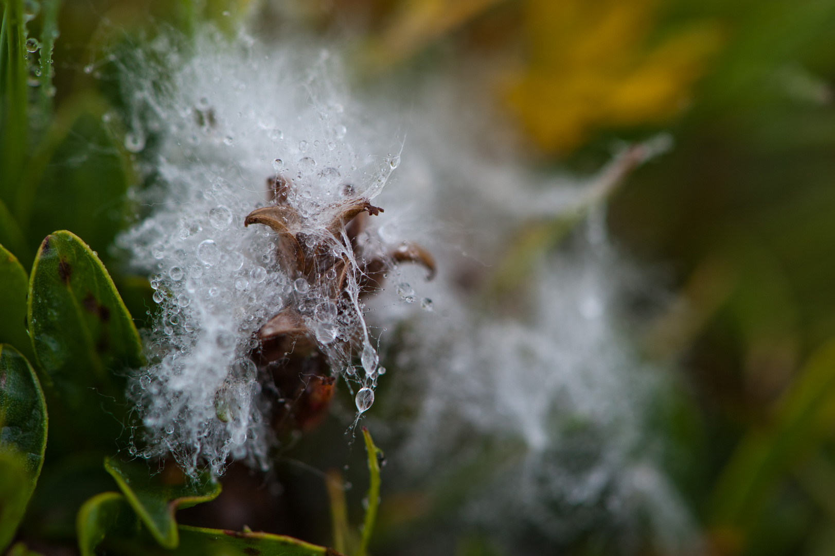 Tautropfen auf Distel