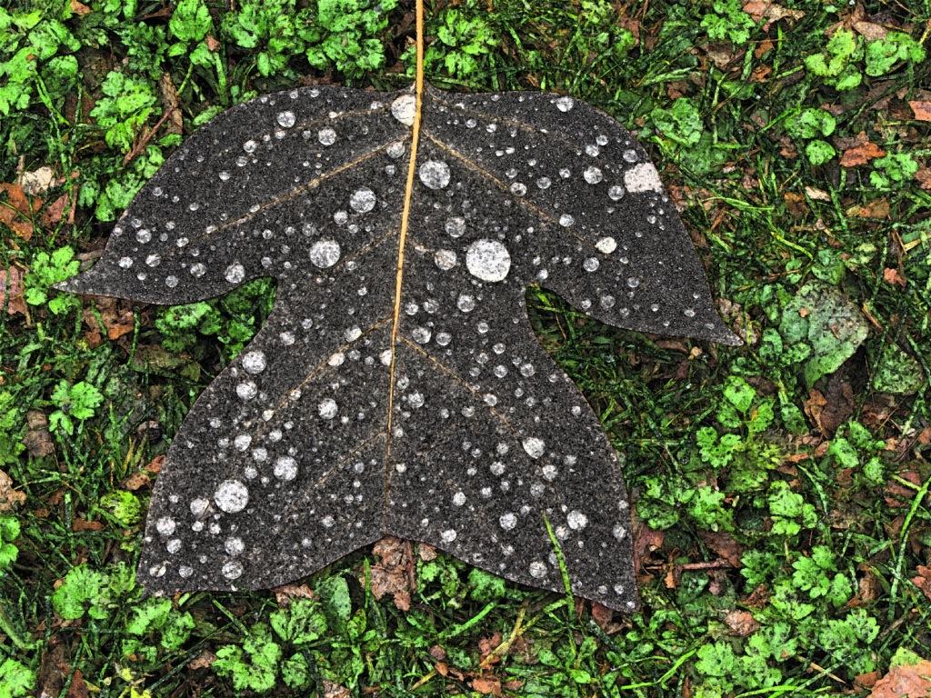 Tautropfen auf dunklem Blatt