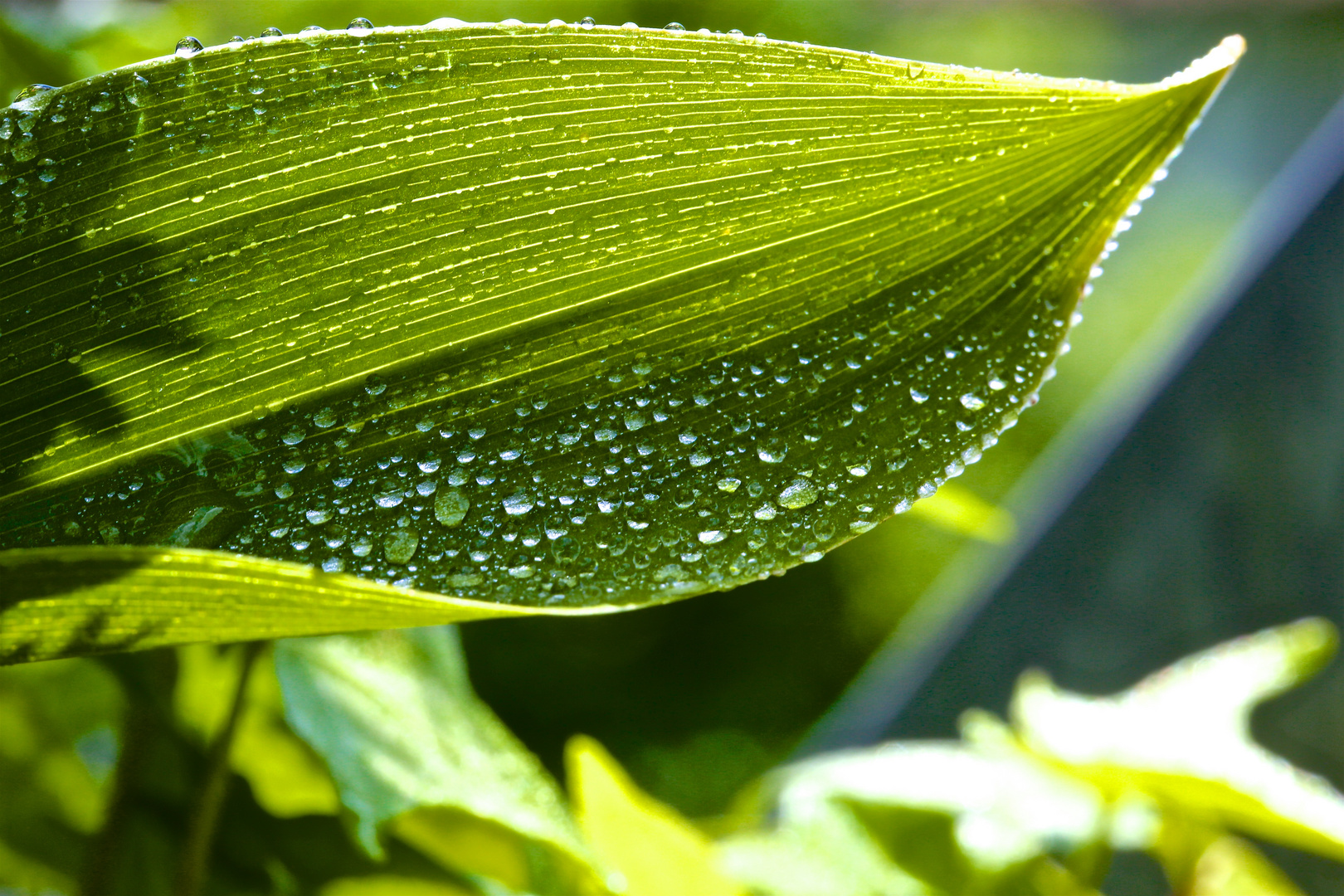 Tautropfen auf einem Blatt