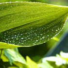 Tautropfen auf einem Blatt