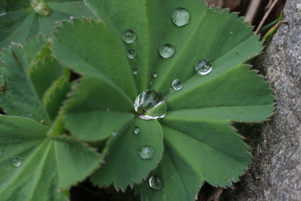 Tautropfen auf einem Blatt