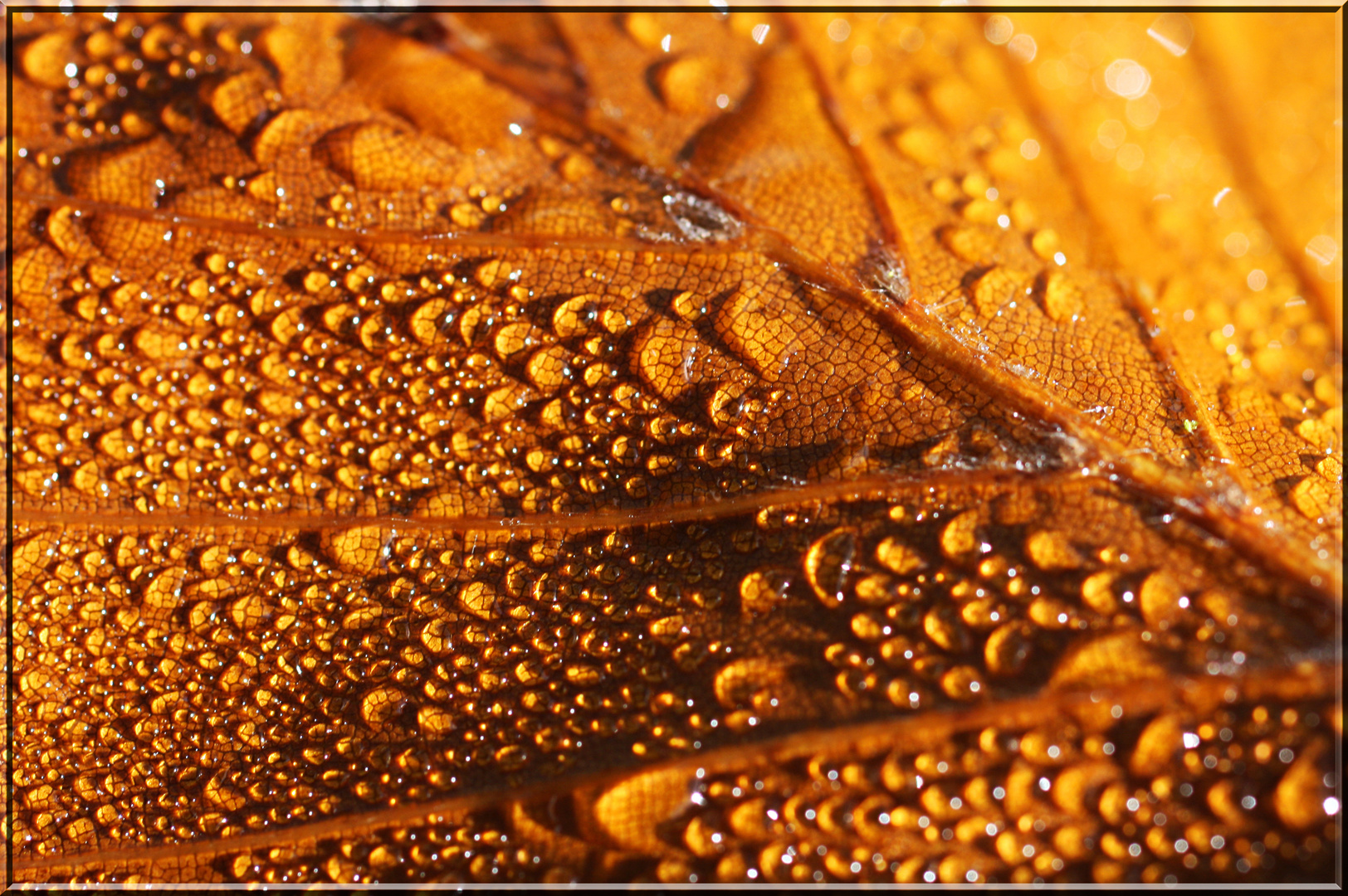 Tautropfen auf einem herbstlich gefärbten Blatt