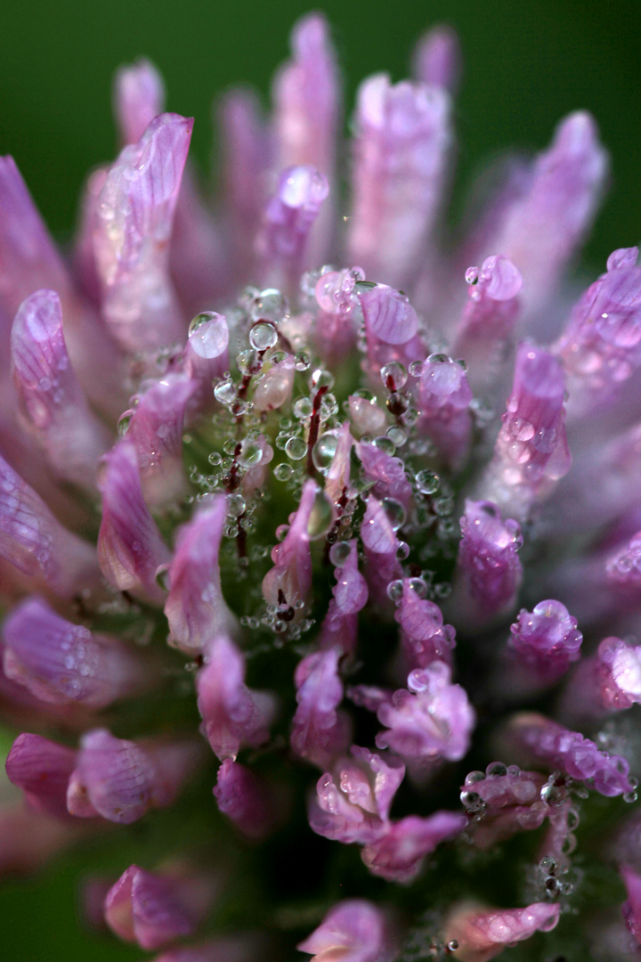 Tautropfen auf einer Kleeblüte