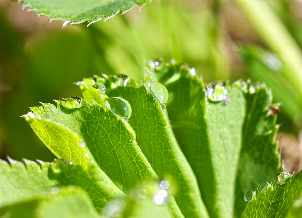 Tautropfen auf einer Wiese