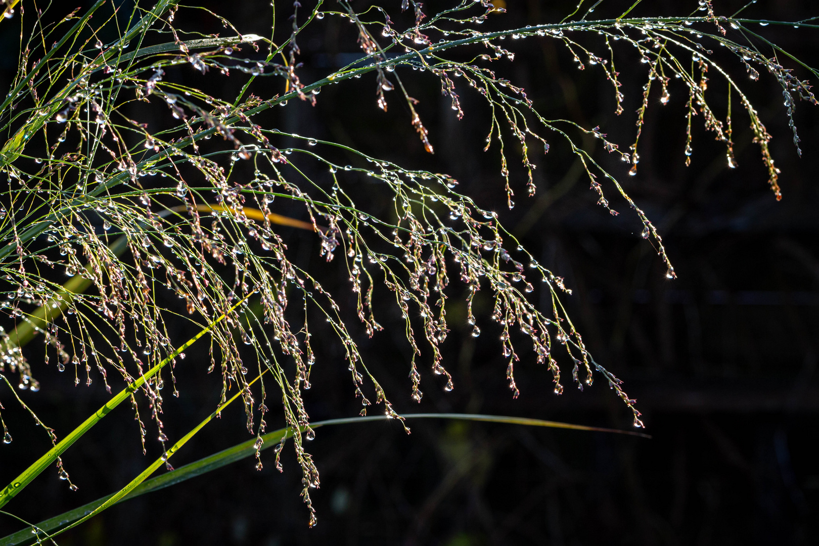 Tautropfen auf Gras