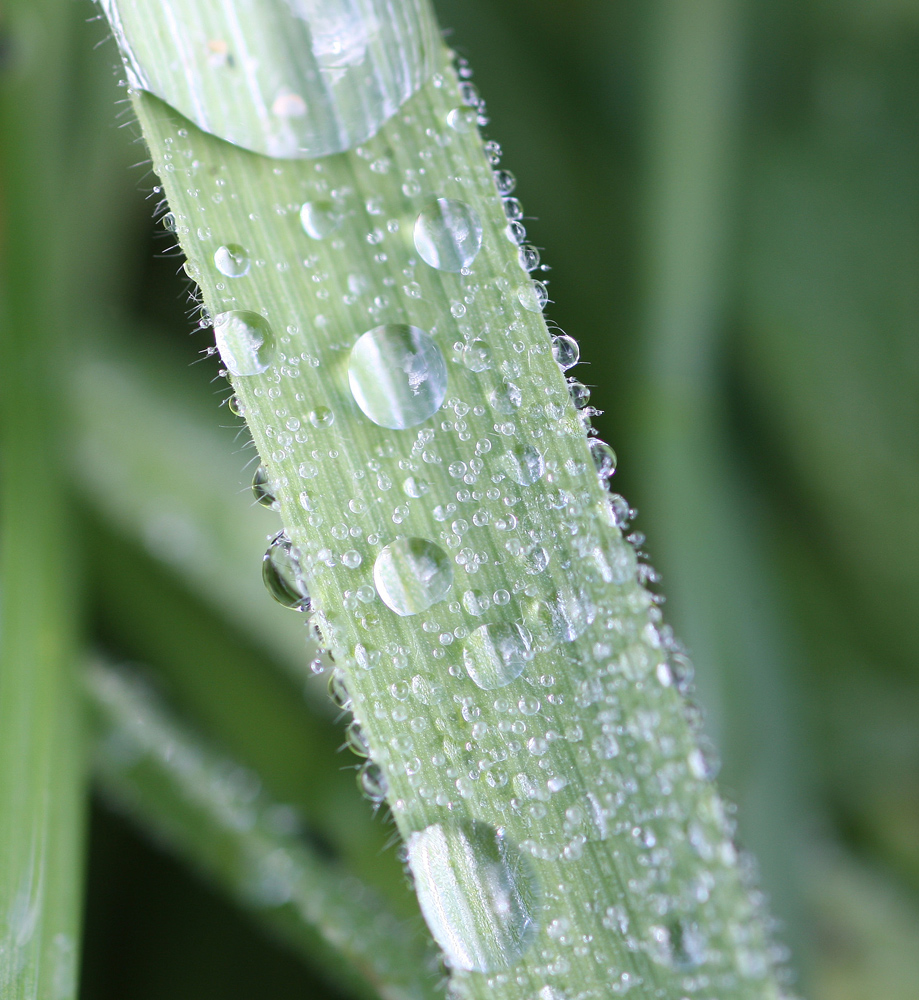 Tautropfen auf Gras