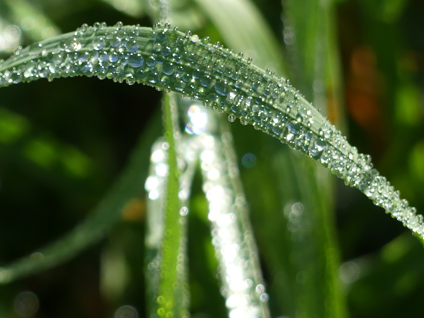 Tautropfen auf Gras