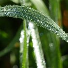 Tautropfen auf Gras