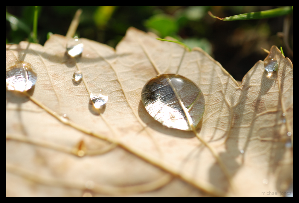 Tautropfen auf Herbstlaub [1]