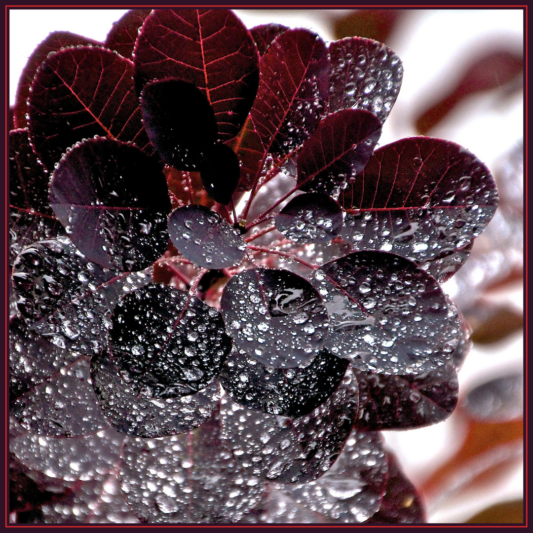 Tautropfen auf herbstlichem Blatt