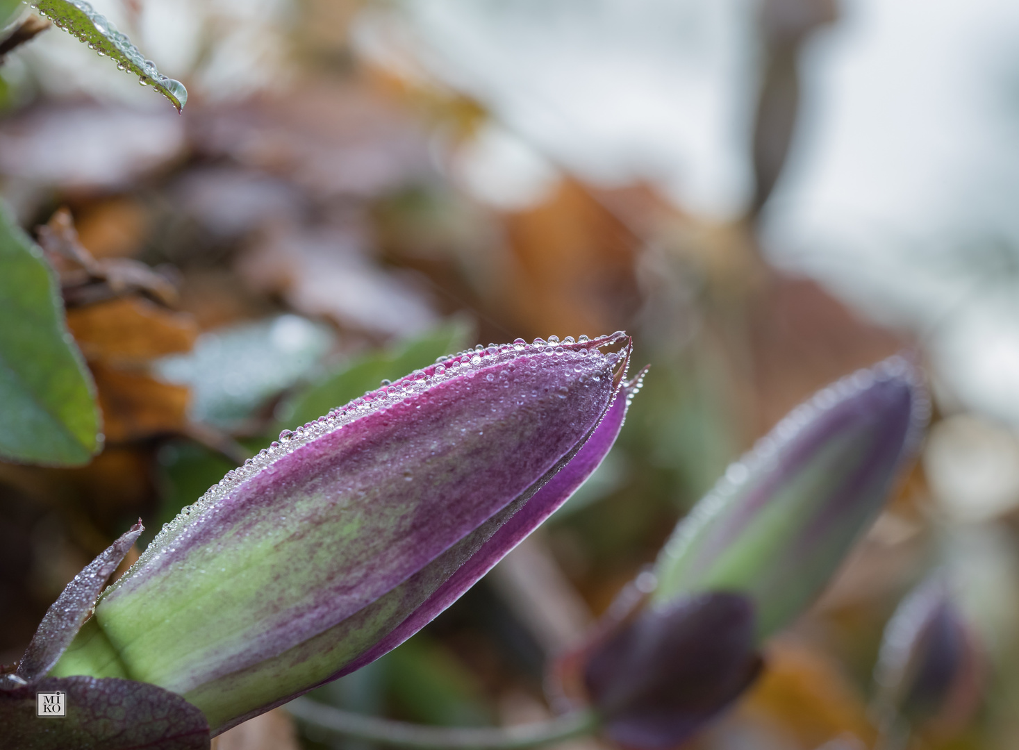 Tautropfen auf Passionsblume