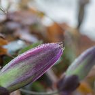 Tautropfen auf Passionsblume