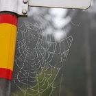 Tautropfen auf Spinnennetz / Dewdrops on Spiderweb