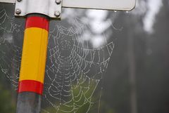 Tautropfen auf Spinnennetz / Dewdrops on Spiderweb